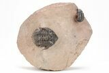 Metacanthina Trilobite With Reedops - Excellent Prep #209624-1